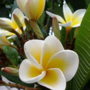 Frangipani Pulmeria alba