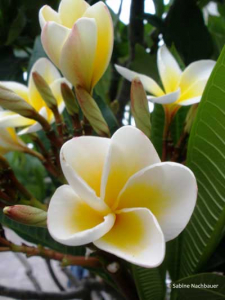 Frangipani Pulmeria alba