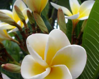 Frangipani Pulmeria alba